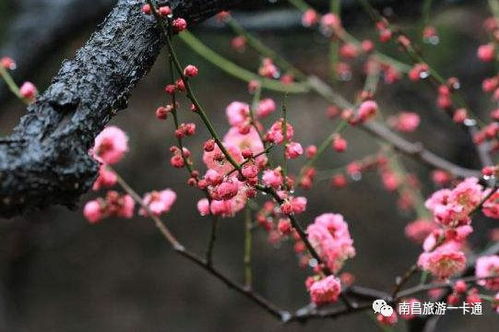 桔子花雌雄难辨？一半含苞待放