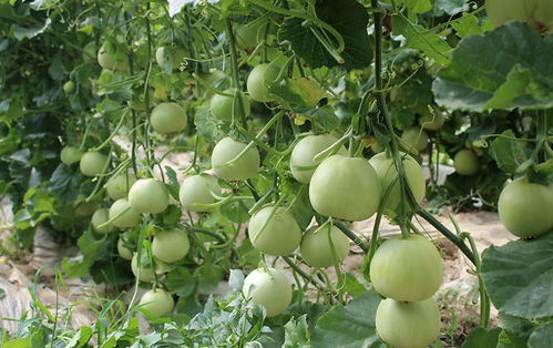 甜瓜膨大期：施用高钾肥