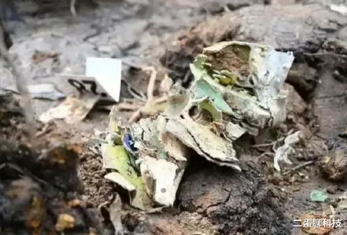 桑科桑属落叶乔木或灌木，果实为聚合果，由多数小核果集合而成，呈长圆形或卵圆形，黑紫色或红色，可依提取出蓝紫色...