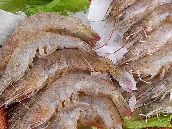 毒翻两只虾被拘五个月，揭秘食品安全监管漏洞