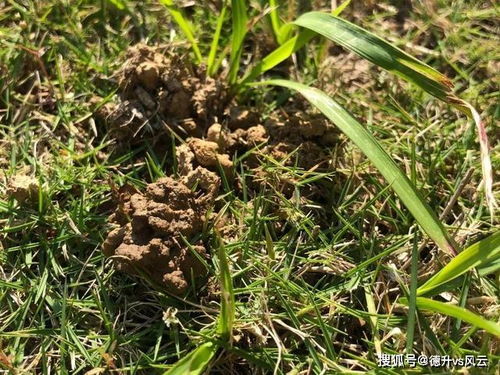 蚯蚓的生存环境， 要重视