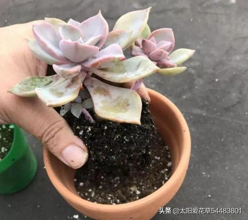 冬天的多肉换盆，小心冻死！
