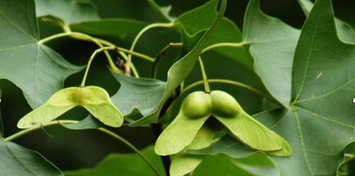 石头保湿法与深度陷阱