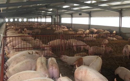 规模养猪场隔离防控，保障养殖安全