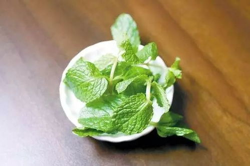 鱼香草和薄荷一样吗？它们味道有何不同