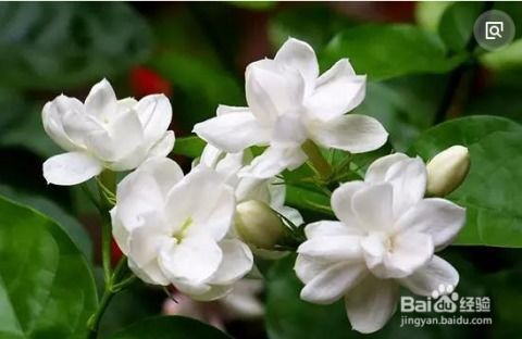 香花疗法的秘密