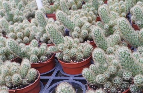 电脑辐射，绿植来帮忙？