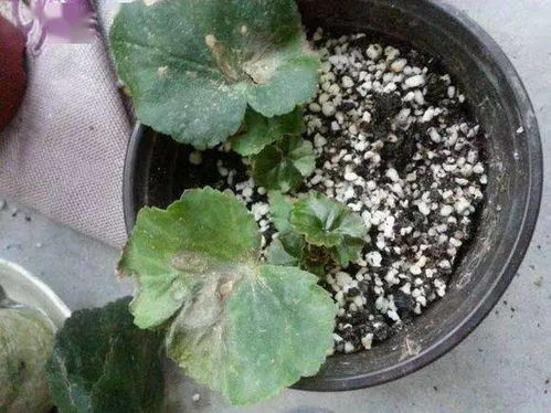 氮肥，铜钱草的Zui爱！