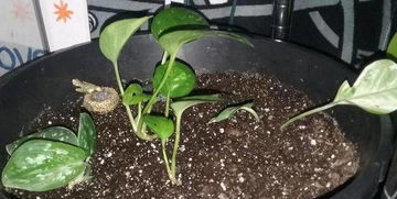 养护不当导致的问题