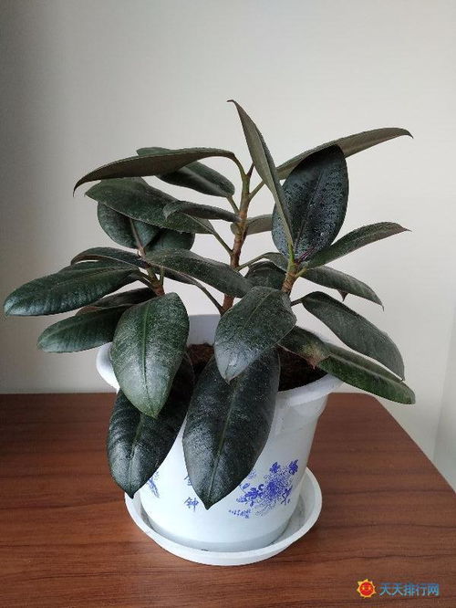 家庭养殖绿植花卉， 美化环境又养生