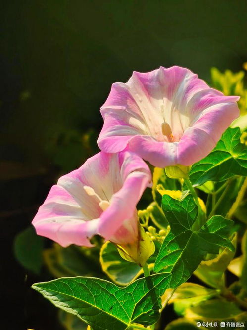 牵牛花像什么？像小喇叭