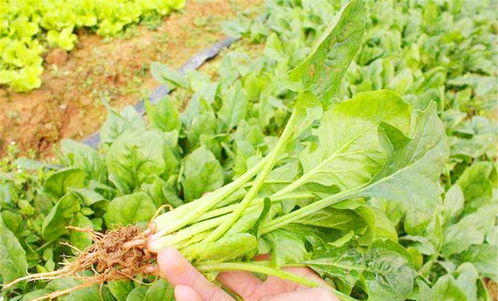 菠菜：营养丰富的绿叶菜