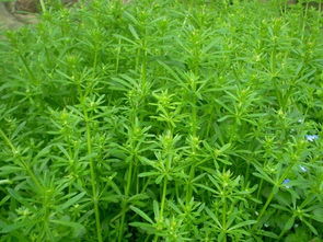 猪秧秧：乙草胺的潜在危害