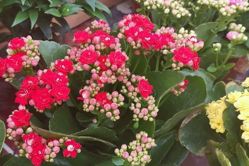 承德适合养的花有哪些？市花市树品种推荐是什么呢