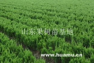 南昌市湾里区金绿源苗木种植基地