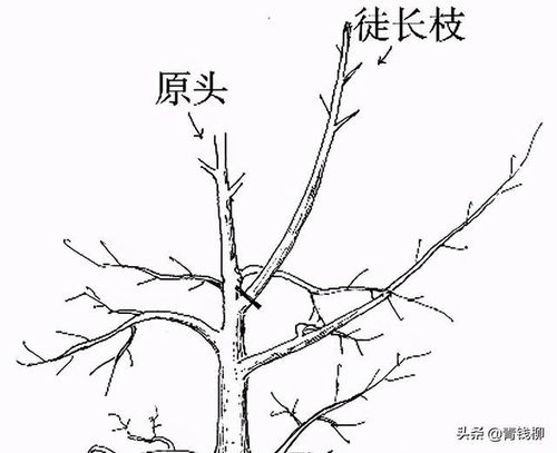 果树剪枝技术图解，这样剪果子结得多又大
