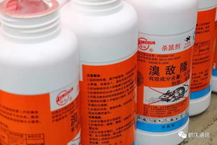 步骤一：配制毒饵