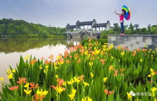 公园里的水生植物大揭秘