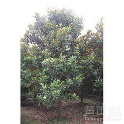 黄页88网，信息齐全