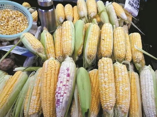 玉米烹饪时间揭秘，完美口感尽在掌握