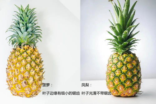 菠萝与凤梨，有何不同