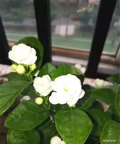 夏季如何给茉莉花适量浇水？