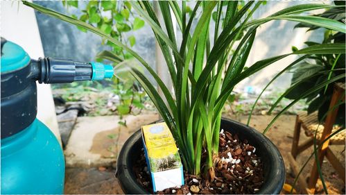 兰花水锈病：揭秘其影响及防治方法