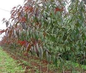 碧桃繁殖大揭秘：扦插、嫁接还是播种？我来告诉你！