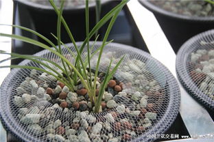 杨树芽的美食之旅