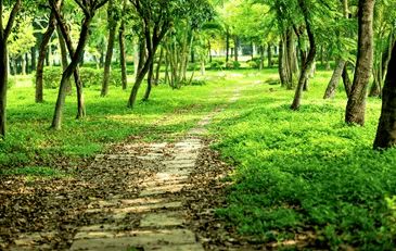 揭秘绿色夜间：植物释放的神奇气体及其生态影响