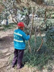 秋冬季园林植物养护攻略：如何让植物平安越冬， 明年生长旺盛