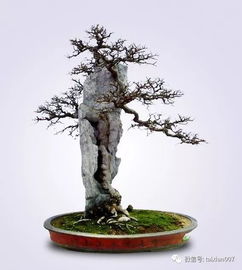 法师花盆景美如画，这盆景的意境深吗