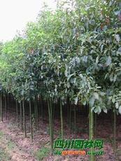 温江苗木基地：老农的地摊