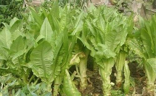 莴苣种完，那些菜Zui合适？我来给你推荐