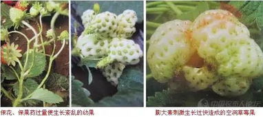 黄苞竹芋病虫害防治：预防为主