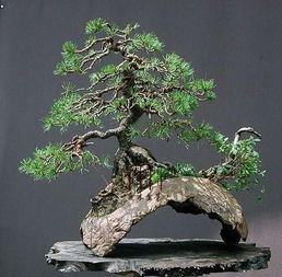 适合Zuo附石盆景的树种推荐