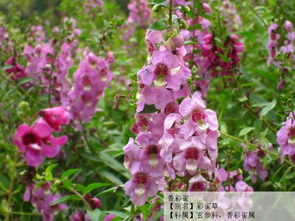 香彩雀+千日红， 打造会呼吸的活体花园