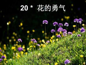 坚韧花朵的力量（勇敢与希望的花海）能否激发我们面对困境时的勇气和希望