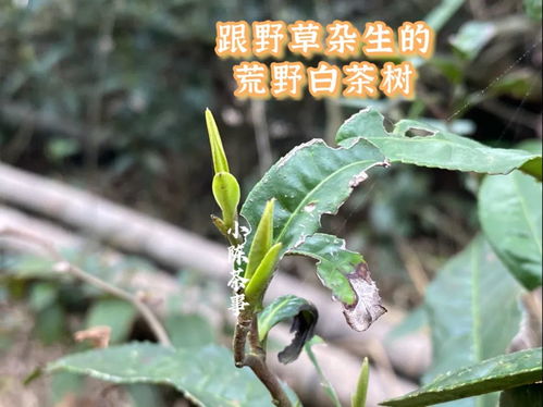 亚麻与苎麻，究竟有何不同
