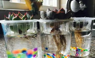 水培植物，你知道多少？