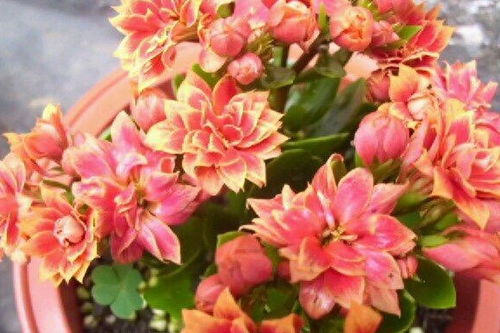 长寿花品种繁多，包括红、粉、黄等色彩