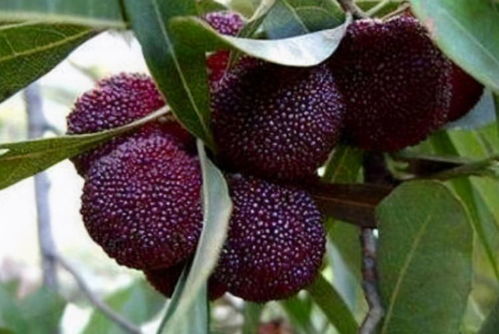 第二步：土壤配置，这可是技术活儿