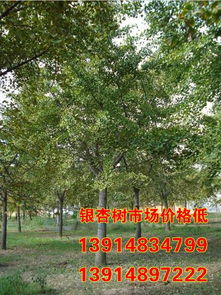 河北银杏树报价表