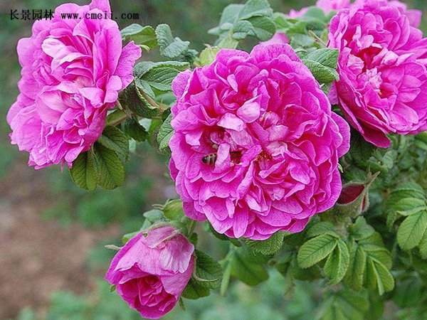 平阴玫瑰：东方瑰宝，千年传承