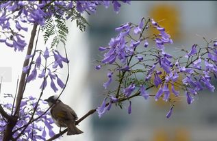 神秘紫花树，无叶却花开两季