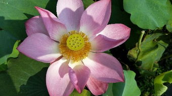 内蒙古的荷花奇观