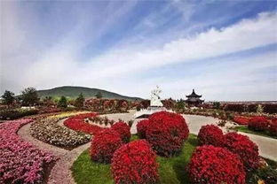 月季在园林绿化中的应用