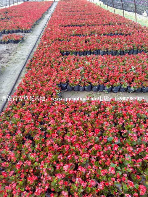 沙漠雪莲：沙漠中的生命奇迹