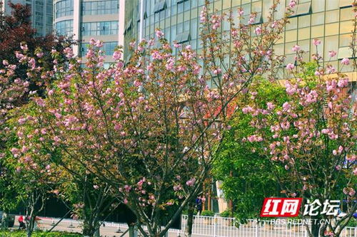 樱花,春天的使者