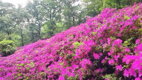 杜鹃花，为何成为市花